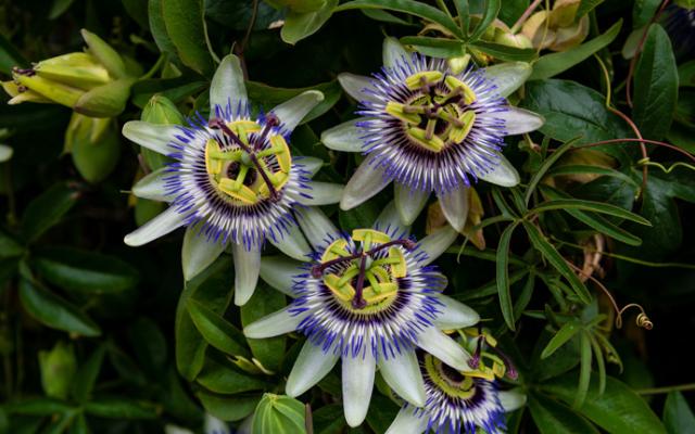 Imagen de la planta pasiflora.